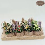 CVETOČA RASTLINA KALANCHOE MIX KOKODAMA