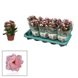 CVETOČA RASTLINA KALANDIVA