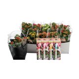 CVETOČA RASTLINA KALANHOJA