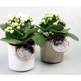 CVETOČA RASTLINA KALANHOJA V LONČKU L7 MIX