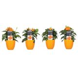 CVETOČA RASTLINA KROSANDRA V OKRASNEM LONCU L13