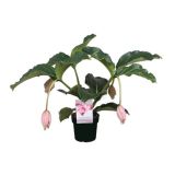 CVETOČA RASTLINA MEDINILA MAGNIFICA