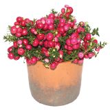 TRAJNICA PERNETTYA L14 V LONČKU