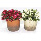 TRAJNICA PERNETTYA L14 V LONČKU