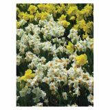 CVETOČA RASTLINA RAZKOŠNE NARCISE MIX