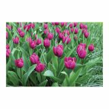 CVETOČA RASTLINA RAZKOŠNI TULIPANI MIX L13