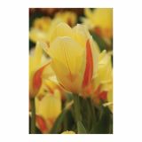 CVETOČA RASTLINA RAZKOŠNI TULIPANI MIX L13