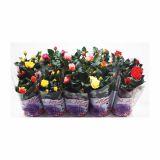 VRTNICA ROSA BEAU MONDE MIX L12