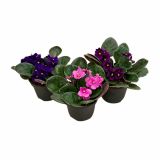 VIJOLICA SAINTPAULIA CITY LINE MIX L12