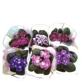 CVETOČA RASTLINA SAINTPAULIA SPECTRA MIX