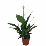 SPATIFIL SWEET CHICO L13