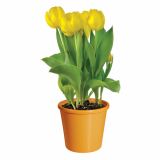 CVETOČA RASTLINA TULIPAN L10.5 ANNIE SALOMONS