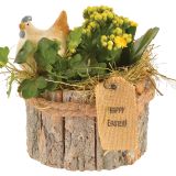 CVETOČA RASTLINA VELIKA NOČ NASAD BRŠLJANA IN KALANDIVE