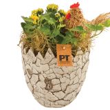 CVETOČA RASTLINA VELIKA NOČ NASAD BRŠLJANA IN KALANDIVE