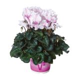 CIKLAMA VOLMARY CABRILLA COLOURS L12