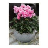 CIKLAMA VOLMARY CABRILLA COLOURS L12