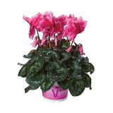 CIKLAMA VOLMARY CABRILLA COLOURS L12