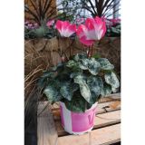 CIKLAMA VOLMARY CABRILLA COLOURS L12