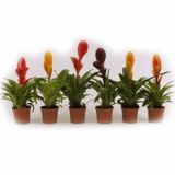 CVETOČA SOBNA RASTLINA VRIESEA MIX