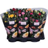 CVETOČA RASTLINA VRTNICA