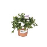 CVETOČA RASTLINA ZVONČNICA AMBELLA WHITE L11