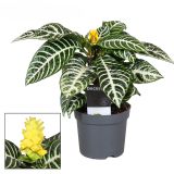 CVETOČA SOBNA RASTLINA AFELANDRA L13