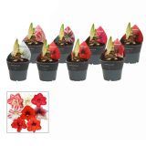 CVETOČA SOBNA RASTLINA AMARILIS ALI VITEZOVA ZVEZDA 1ST L12 CM