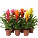CVETOČA SOBNA RASTLINA BROMELIA L12 CM