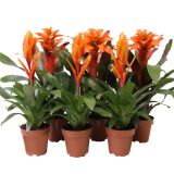 CVETOČA SOBNA RASTLINA BROMELIA ORANŽNA L12 CM