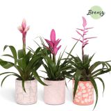 CVETOČA SOBNA RASTLINA BROMELIA SWEET SEVILLA V OKRAS. LON. L12 CM