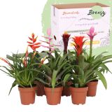 CVETOČA SOBNA RASTLINA BROMELIJA MIX L12