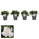 CVETOČA SOBNA RASTLINA DIŠEČA GARDENIJA L9