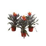 CVETOČA SOBNA RASTLINA EHMEJA REBECCA L12 CM