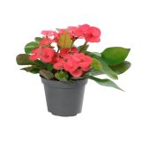 CVETOČA SOBNA RASTLINA EUPHORBIA MILLI LON. L6 CM