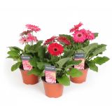 CVETOČA SOBNA RASTLINA GERBERA PURPLE L12 CM