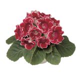 CVETOČA SOBNA RASTLINA GLOKSINIJA MIX L12 SINNINGIA SONATA