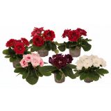 CVETOČA SOBNA RASTLINA GLOKSINIJA SONTA L13 CM