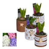 CVETOČA SOBNA RASTLINA HIJACINTA ARANŽMA BOŽIČNI HL13402