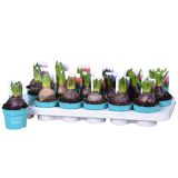 CVETOČA SOBNA RASTLINA HIJACINTA MIX L9 CM