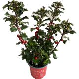 CVETOČA SOBNA RASTLINA ILEX BOŽJE DREVO L12