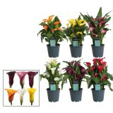 CVETOČA SOBNA RASTLINA KALA L12 CM