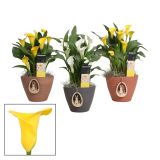 CVETOČA SOBNA RASTLINA KALA V OKRAS. LON. KAJA "EASTER" L12 CM