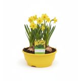 CVETOČA SOBNA RASTLINA NARCISA TETE A TETE V SKLEDI L16 CM