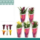 CVETOČA SOBNA RASTLINA SOBNA KALA MIX L12