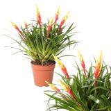 CVETOČA SOBNA RASTLINA VRIZEJA SHANNON L12 CM