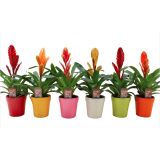 CVETOČA SOBNA RASTLINA VRIZEJA V OKR. LONČKU L13 CM