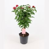 MEDITERANSKE RASTLINE CVETOČE NA STEBLU MIX L19