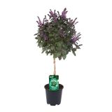 MEDITERANSKE RASTLINE CVETOČE NA STEBLU MIX L19