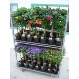 MIX POMLADNIH RASTLIN CVETOČI NA STEBLU MIX L17