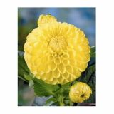 DALIJA HOLLAND BULB MARKET BALL KATJA